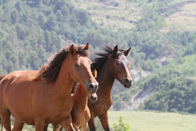 2-Hours Guided Drino's Valley Ride - Farmland, cattle, and the traces of collectivization
