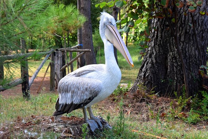 Albania Birdwatching, Kayaking, Bicycle National Park Divjaka Karavasta(ARG) - Two hours on the western side of the lagoon