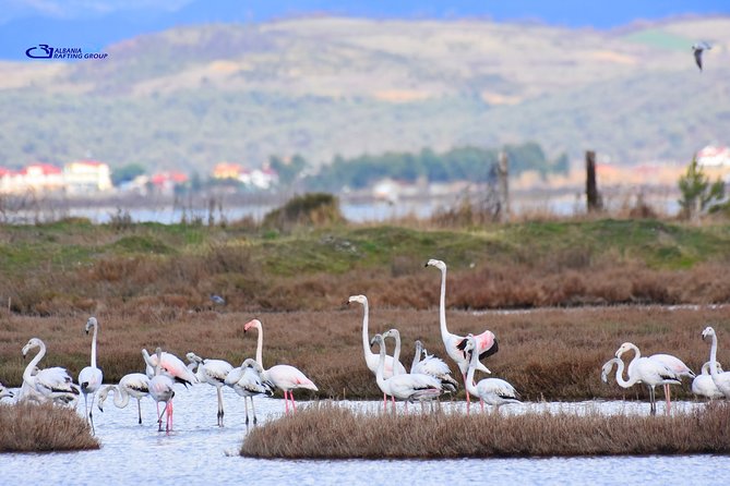 Albania Birdwatching, Kayaking, Bicycle National Park Divjaka Karavasta(ARG) - The fish lunch by the lagoon