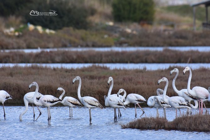 Albania Birdwatching, Kayaking, Bicycle National Park Divjaka Karavasta(ARG) - Practical details that affect your day
