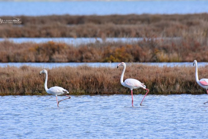 Albania Birdwatching, Kayaking, Bicycle National Park Divjaka Karavasta(ARG) - Bird watching without a rushed checklist