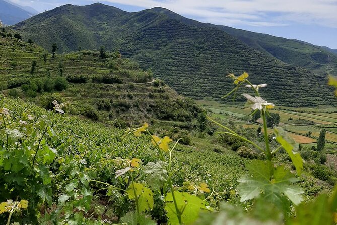 Berat 4x4 Off-Road and Vineyard Wine Tasting - Three wines, local raki, and simple food