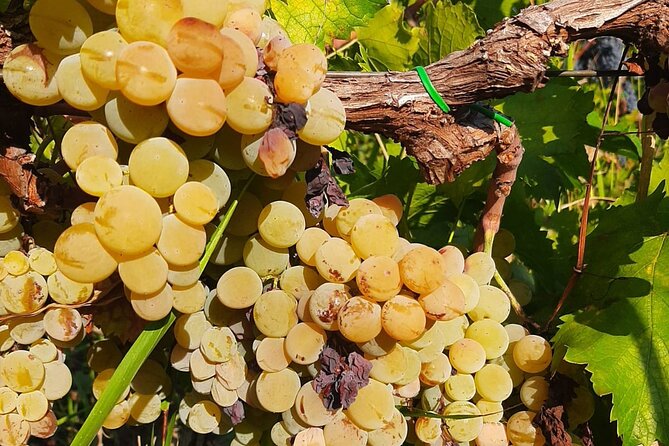 Berat 4x4 Off-Road and Vineyard Wine Tasting - Who will enjoy the 4x4 wine outing?