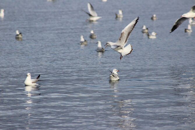 Private Birding Tour in Albania - Divjaka-Karavasta and the appeal of Albanian wetlands