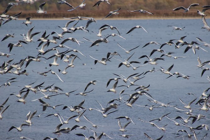 Private Birding Tour in Albania - Guides, optics, and the learning side