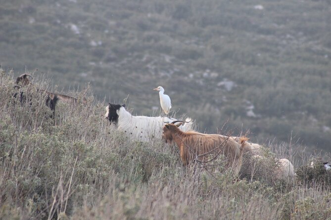 Private Birding Tour in Albania - Who will enjoy this most