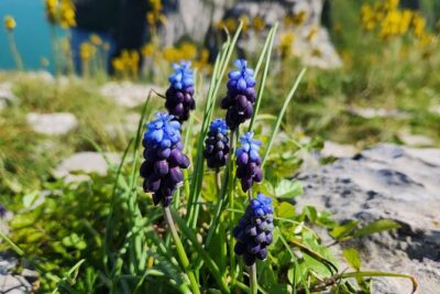 Semi – Private Tour at Cape of Rodon; Hidden Beaches & History