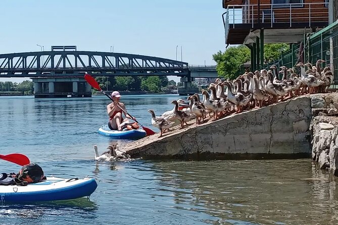 Stand Up Paddle Board or Kayak Rental in Shkodër - Choosing between a kayak and a stand-up paddle board
