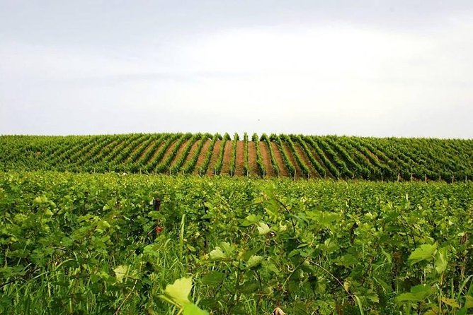 Tour of Kruja and Wine Tasting in one Day from Tirana - From castle walls to Albanian wine