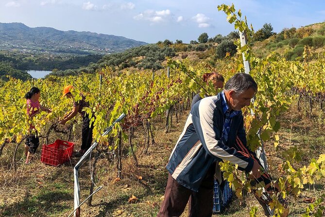 Wine Tasting & Vineyards Escape near Tirana - Meeting the family winery host