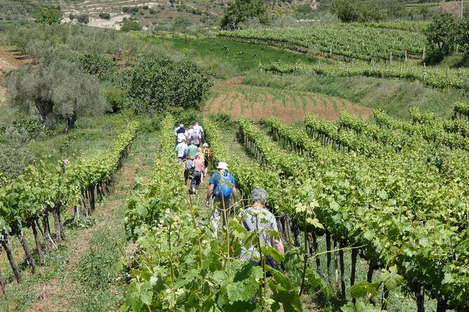 Winetasting tour in Alpeta winery - Roshnik village by 1001 Albanian Adventures - Is $71.08 per person good value?