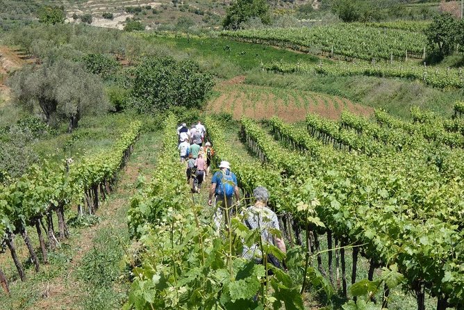 Winetasting tour in Alpeta winery - Roshnik village by 1001 Albanian Adventures - Group size, comfort, and the pace of the visit